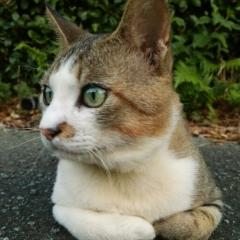 あつＫ⊿Rotty夢