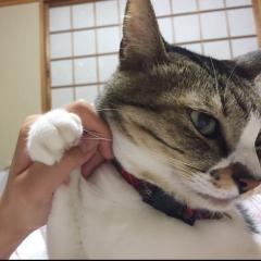 ま み た