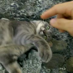 イーノック@高山さん推し