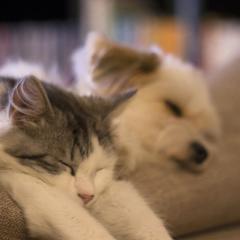 ペット好きに悪い人はいない！…きっと‼︎