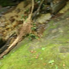 加藤健、鬼屋敷正人のファンの集いトーク