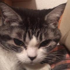 コダイラ崇弘@最高位戦！(*•̀ᴗ•́*)و ̑̑