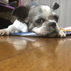 ダイマルトーク