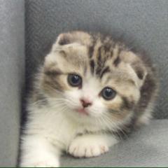 aillisの使い方わかる人教えて       いないか