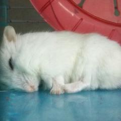 ミルキーのトーク