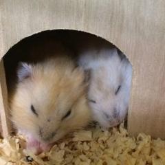 ハムスター大好き
