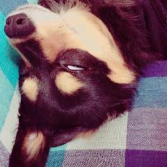 ٩(ˊᗜˋ*)وきまぐれ