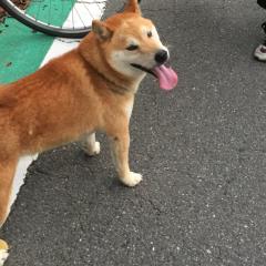 宿題頑張ろうの会