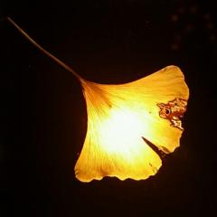 練習王子のなう