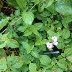 ひとりごと。。