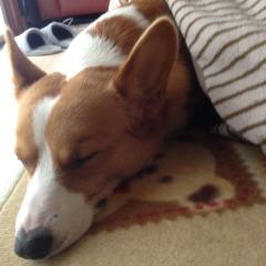 窮鼠猫を噛む🐭