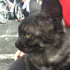 ☆舞妓ぉーたん☆