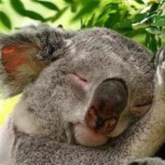 NMBとコアラくん🐼feat.まーちゅん