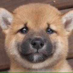 私のパパが伝えてくれた立派な人に成る為のお話し。後編