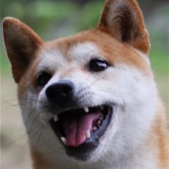 ガッシュ
