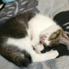 ほっしー