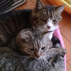 猫ちゃん好きな方、雑談しましょう♪