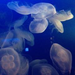 みんなぁ〜♡あ〜そ〜ぼ〜ฅ•ω•ฅﾆｬｰ