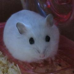 マコトのユウト