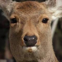 ぶち
