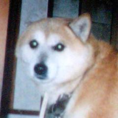 マコト