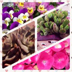 多肉植物が好きです