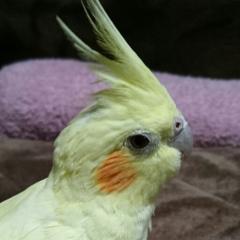 ももかのトーク