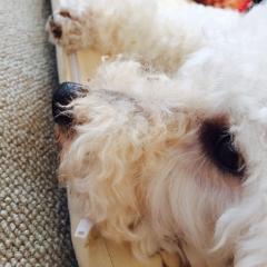 犬が好きな人きてくださいー