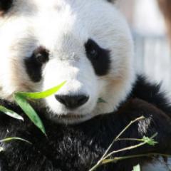 NMBとスマイルくん🐼