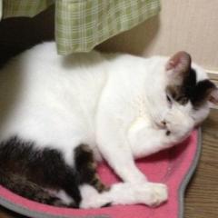 マコトのトーク