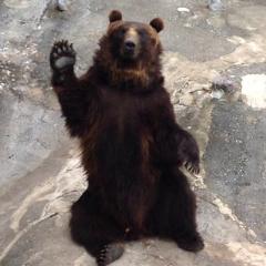 【こいこい】byトプの熊