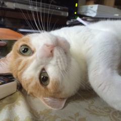 猫好き😸♥