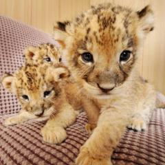 中学生トーク作るよー！