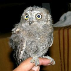 あーしのトーク