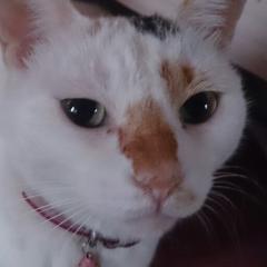 コハル