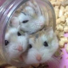 ゆうきのトーク