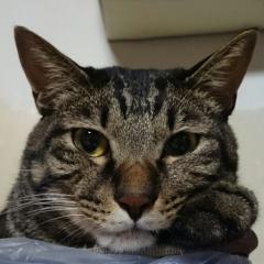 ぽん