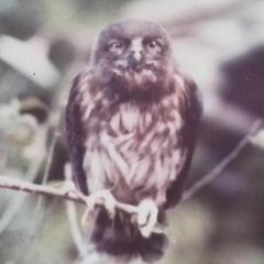 シャットのリトーク