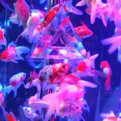 金魚すくいのトーク