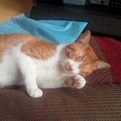 あふれた気持ちを書く