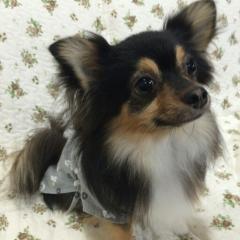 乃木パパ