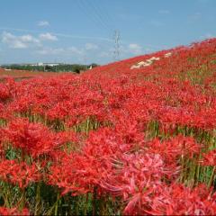 逢妻女川の彼岸花