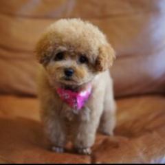 ゆみっぺと🐶トーク