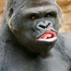 🐵からゴリラにかえった2