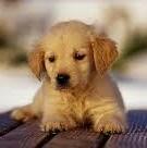 ∧,,,∧ ヾ(⌒(_´-ㅅ-`)_ｶﾏｯﾃｰ‥