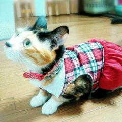 かまちょ