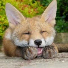 こんこんトーク