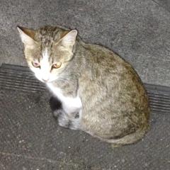 由紀ファンしゅーごー！