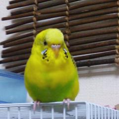 セキセイインコ大好きなひと～!!