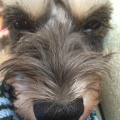 乃木坂46 ピアノで弾いてみる